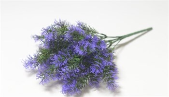 Аспарагус кудрявый фиолетовый - фото 8408