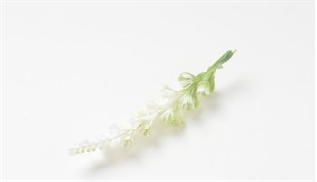 Цветок лаванды, белый - фото 8753