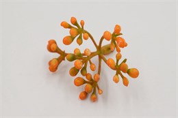 Голова соцветие карисса "Эми" 6 соц./цвет 4(оранжевый) - 25 шт.
