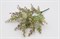 Куст самшит " Крит"  Цвет №2 - фото 7073