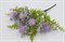Куст папоротник цветущий "Микс"/Цвет №3 (фиолетовый) - фото 7454